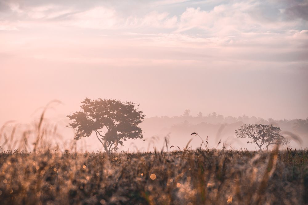 Photograph by Chanaka Weerasingha
