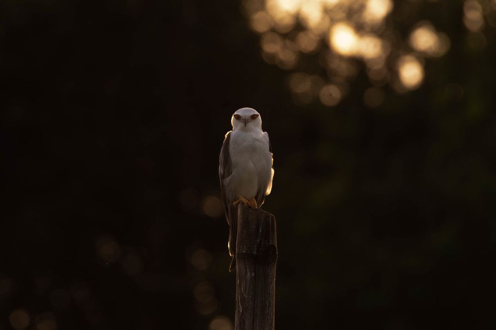 Photograph by Avijit Mondal