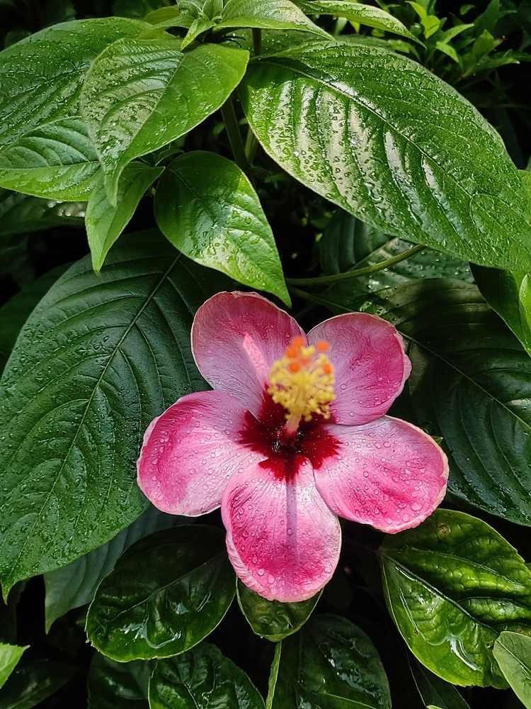 Photograph by Anik Rayhan