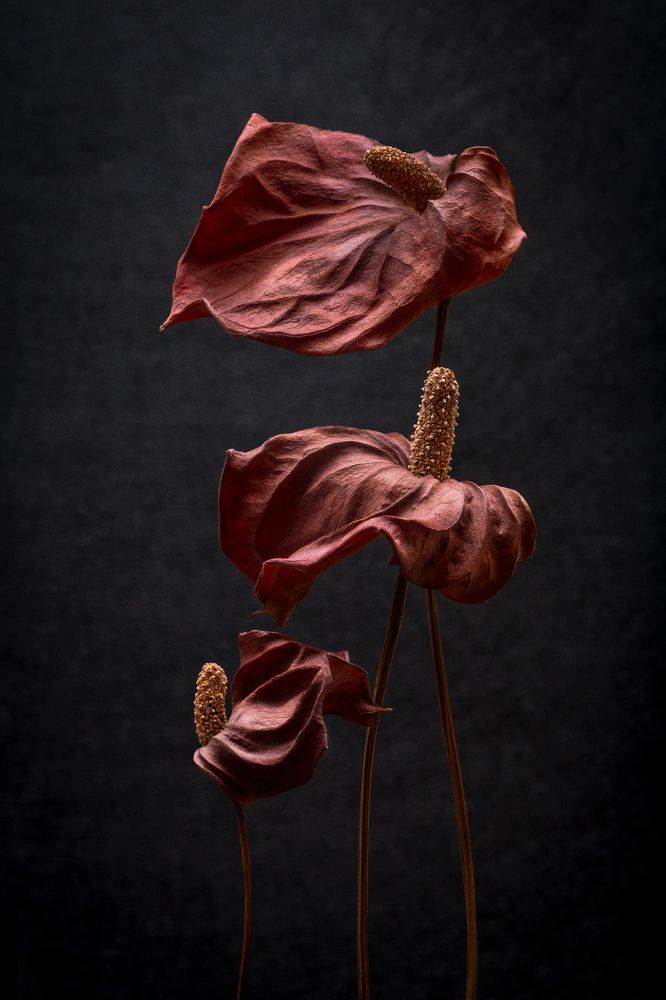 Photograph by Вероника Давыдова