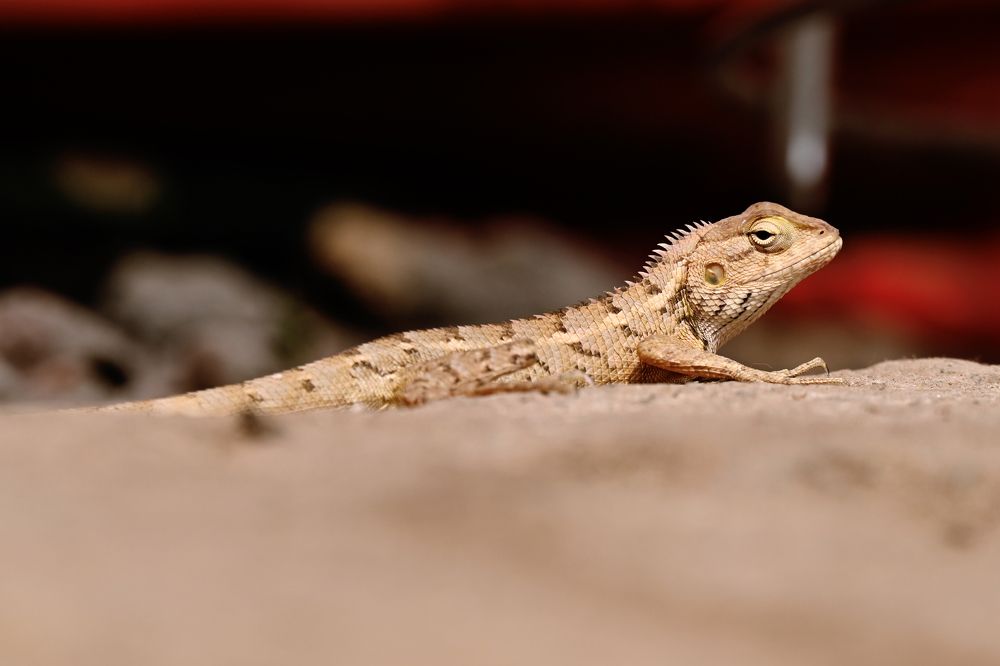 Фотография автора sujit kumar