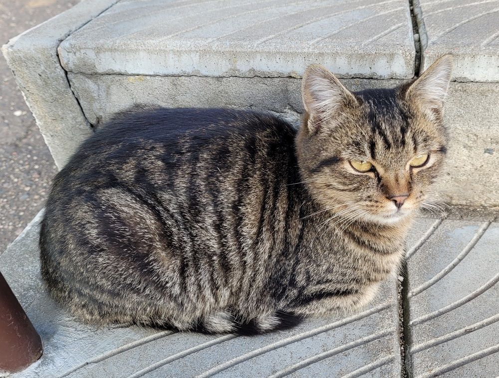 Фотография автора Анастасия Шабалтас