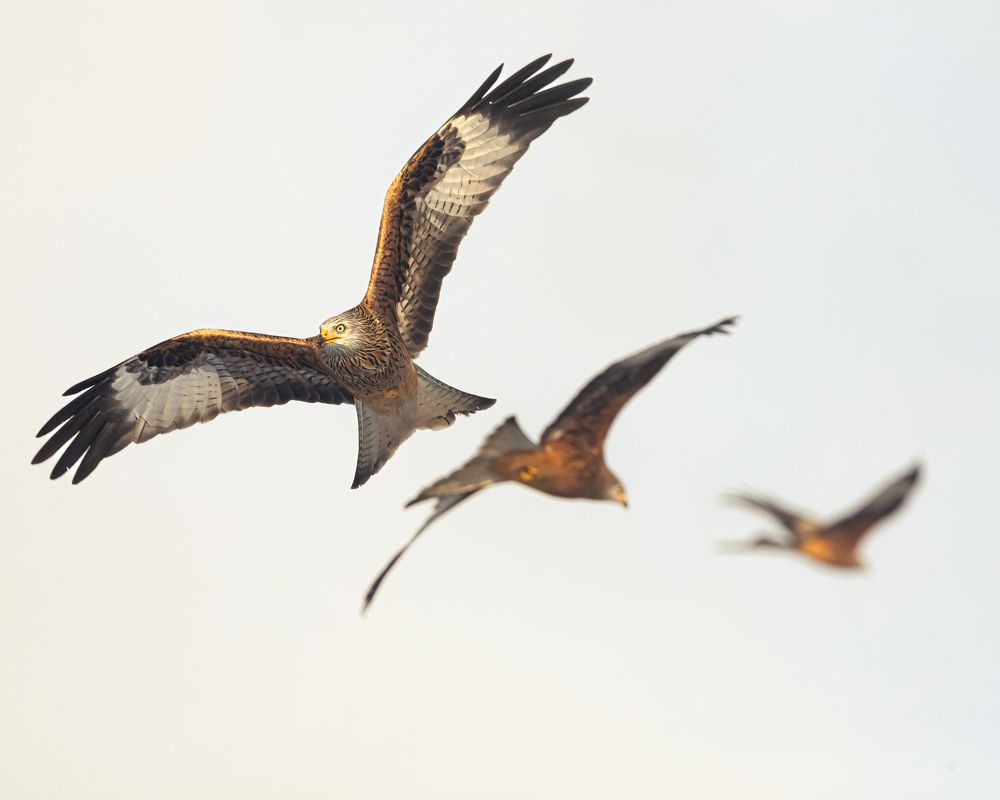 Photograph by Yaniv Abramovitz