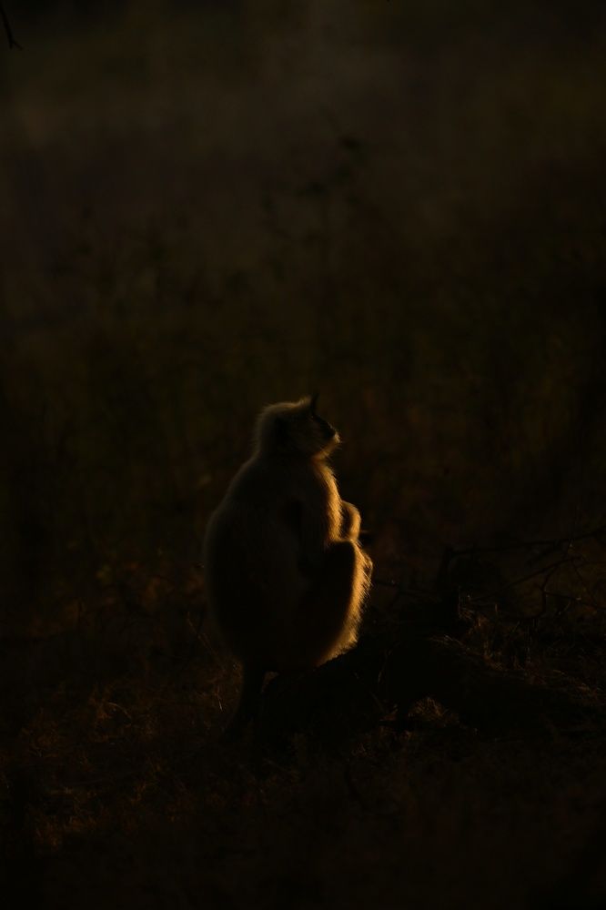 Photograph by Darshan Patil