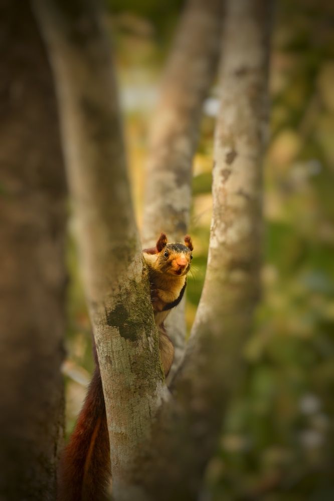 Photograph by Darshan Patil