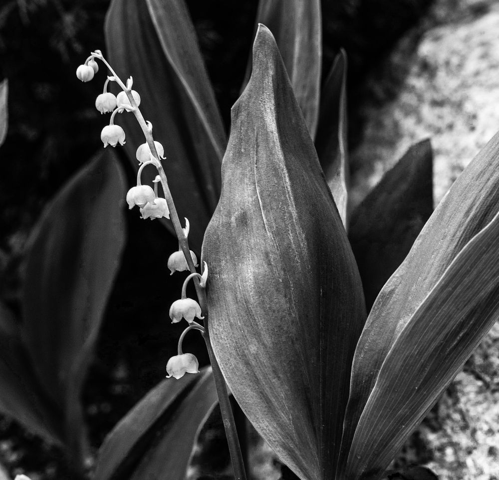 Photograph by Татьяна Дерябина