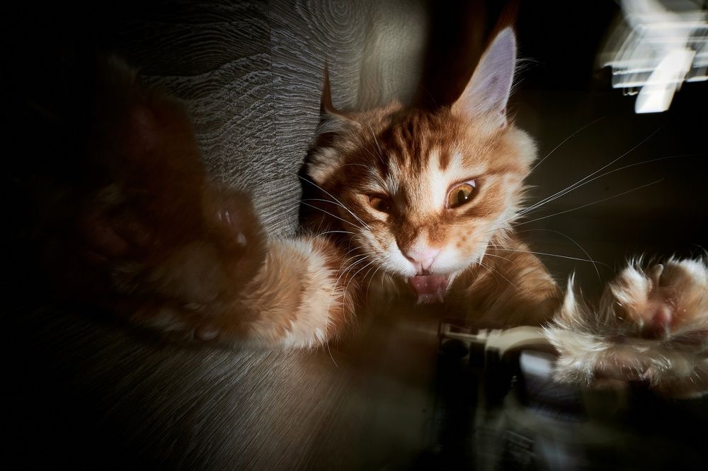 Photograph by Юлия Неструева