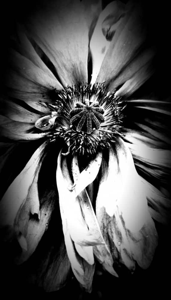 Неувядающий.