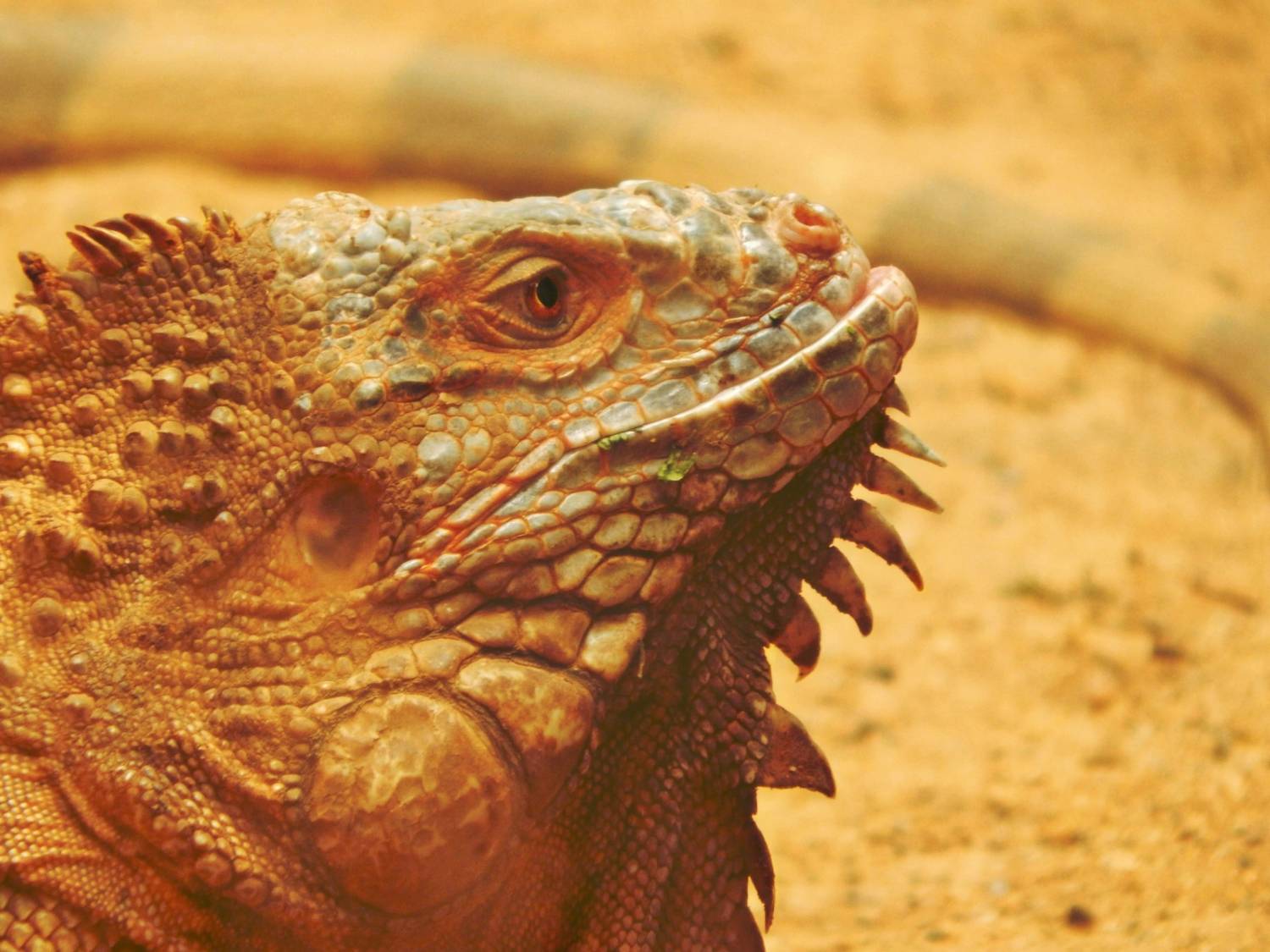 Iguana