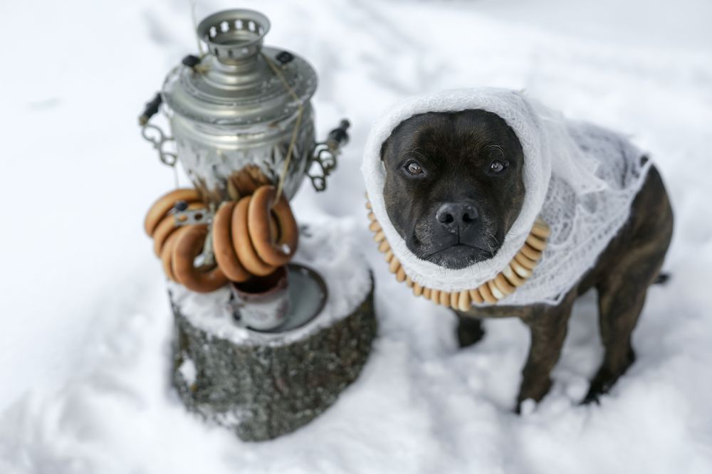 Масленица пришел.