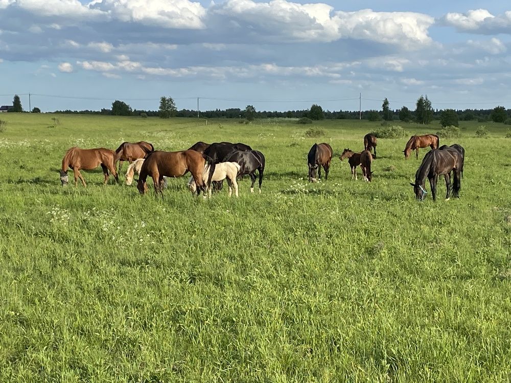 Photograph by Кириллов Сергей Викторович