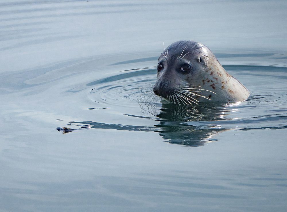 Не ел я вашу рыбу!