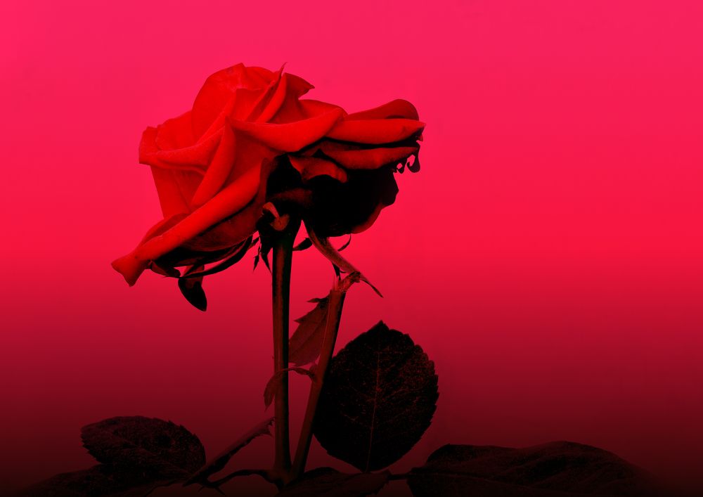 Фотография автора Karukola Puneeth