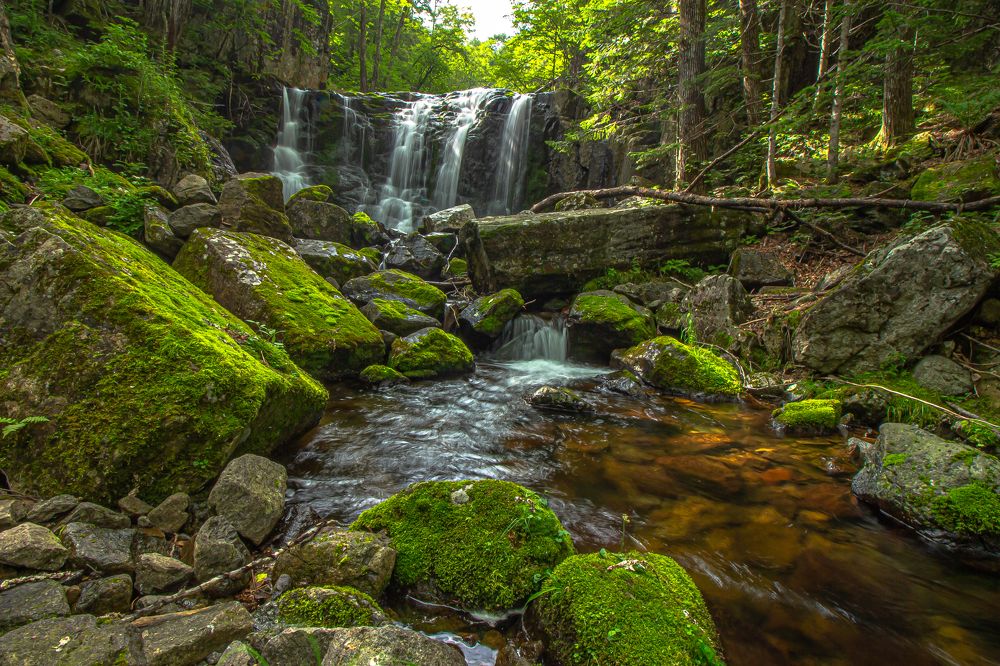 Дальневосточный лес
