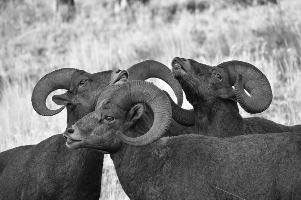 Photograph by Alexander Roizman