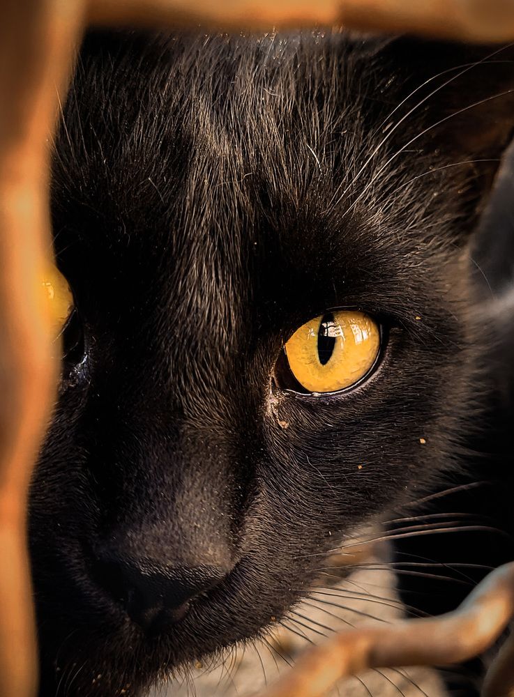 Фотография автора Mohammad Mohseni