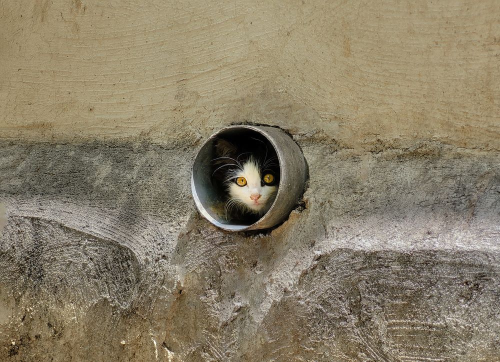 Фотография автора Mohammad Mohseni