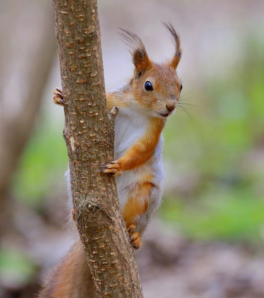Приветствие лесного жителя