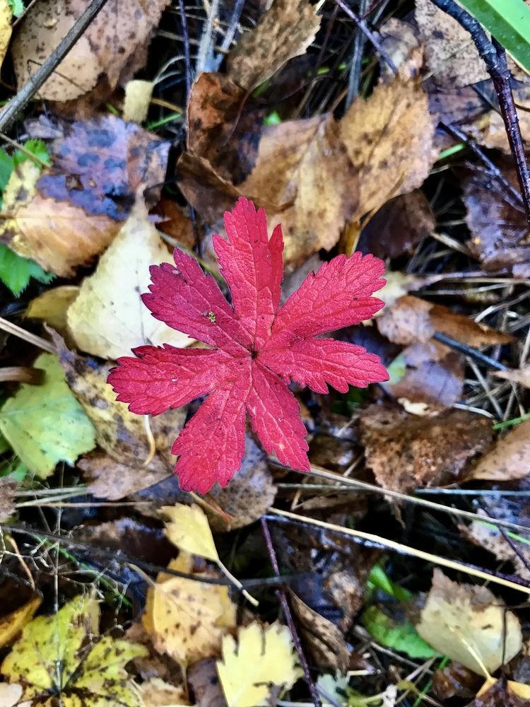 Красная осень