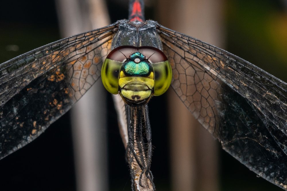 Photograph by Nicholas Ng