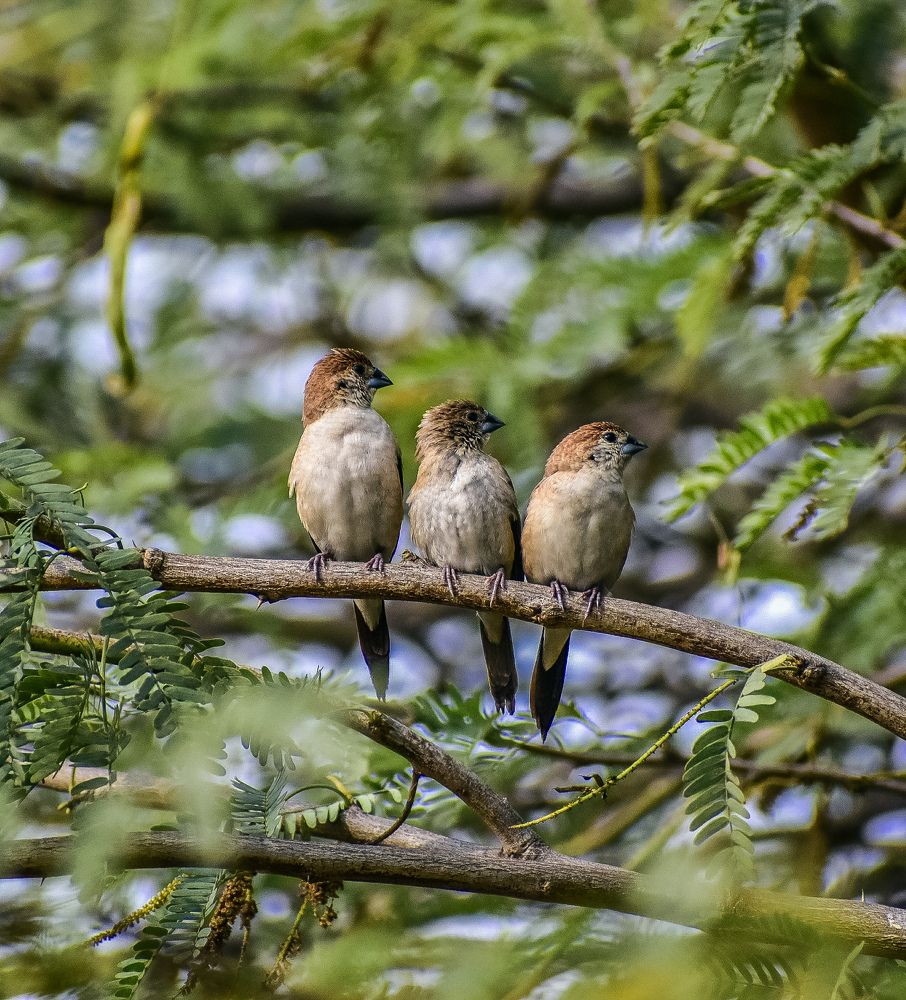 Photograph by AJAY KUMAR