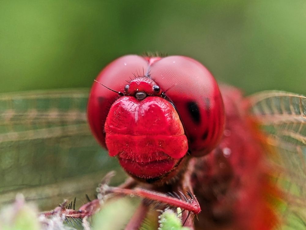 Photograph by Yernaidu Nelipudi