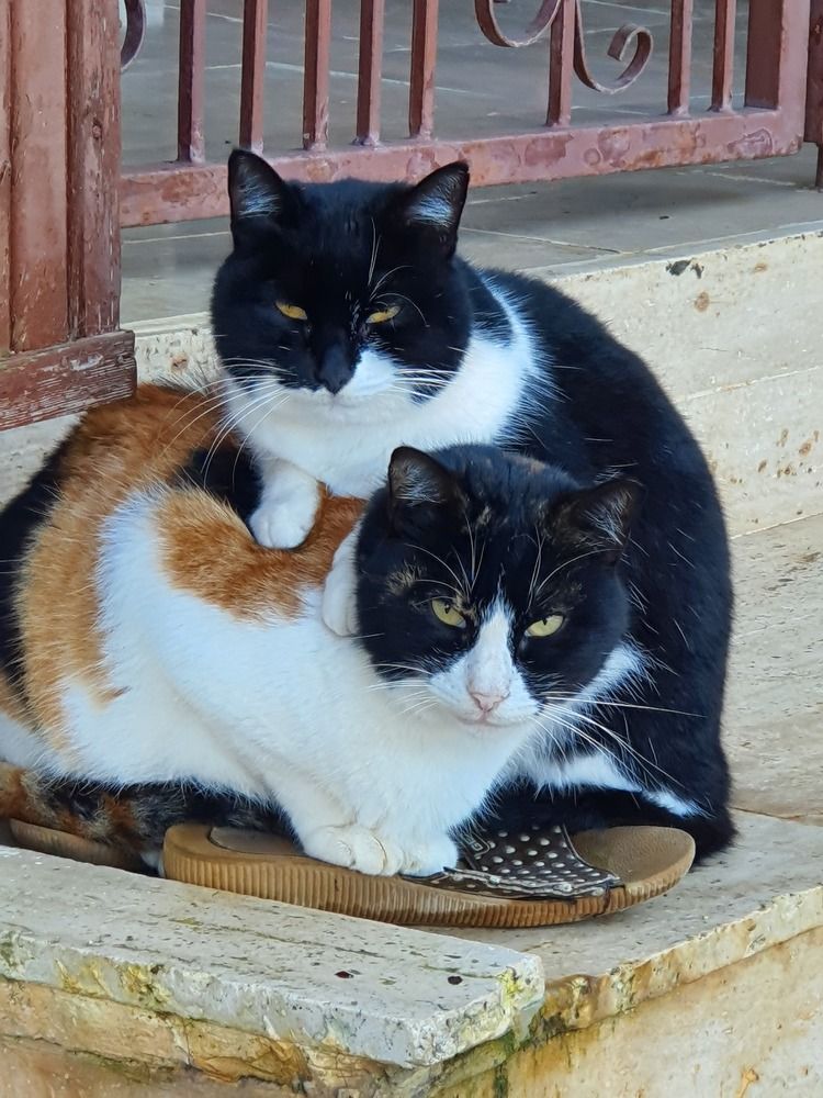Two in a slipper
