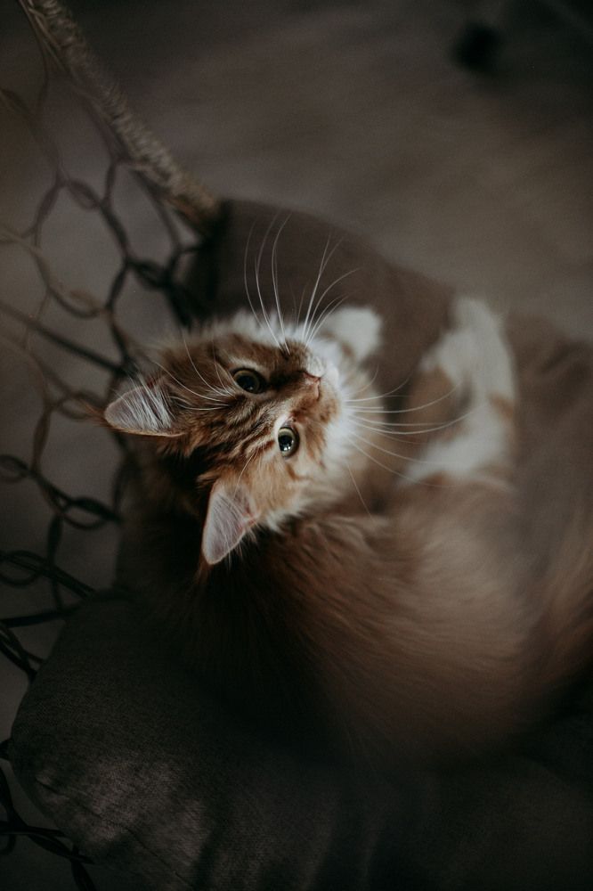 Photograph by Елена Щенина