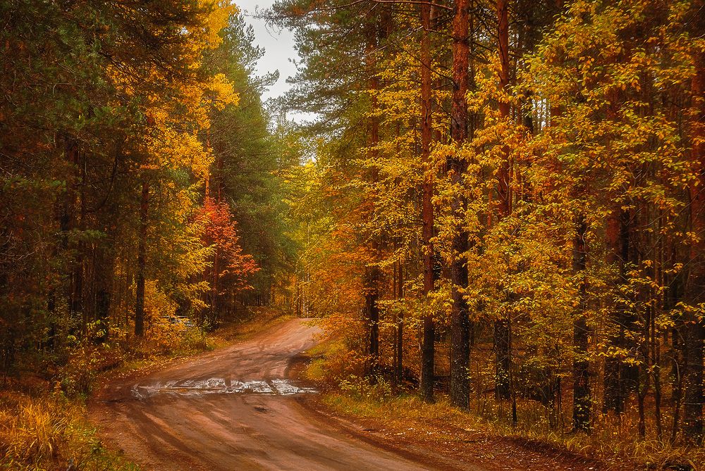 Сосновый бор.