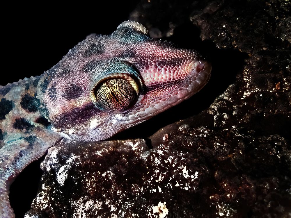 Photograph by Nitin Baste