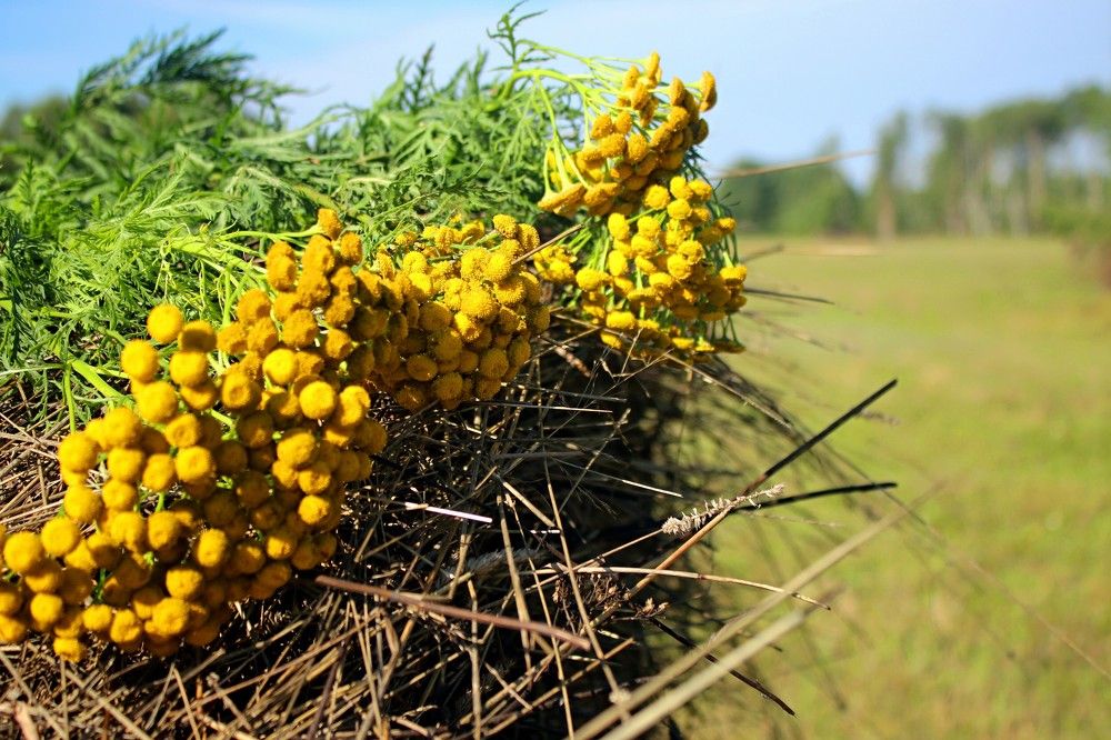 Желтая осень.