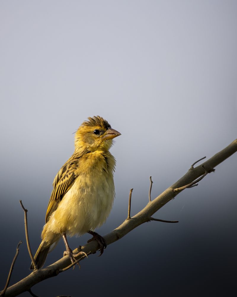 Photograph by Ajay Neelam
