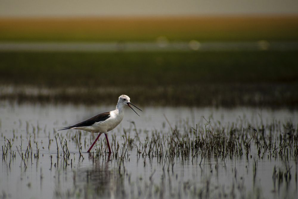 Photograph by Ajay Neelam