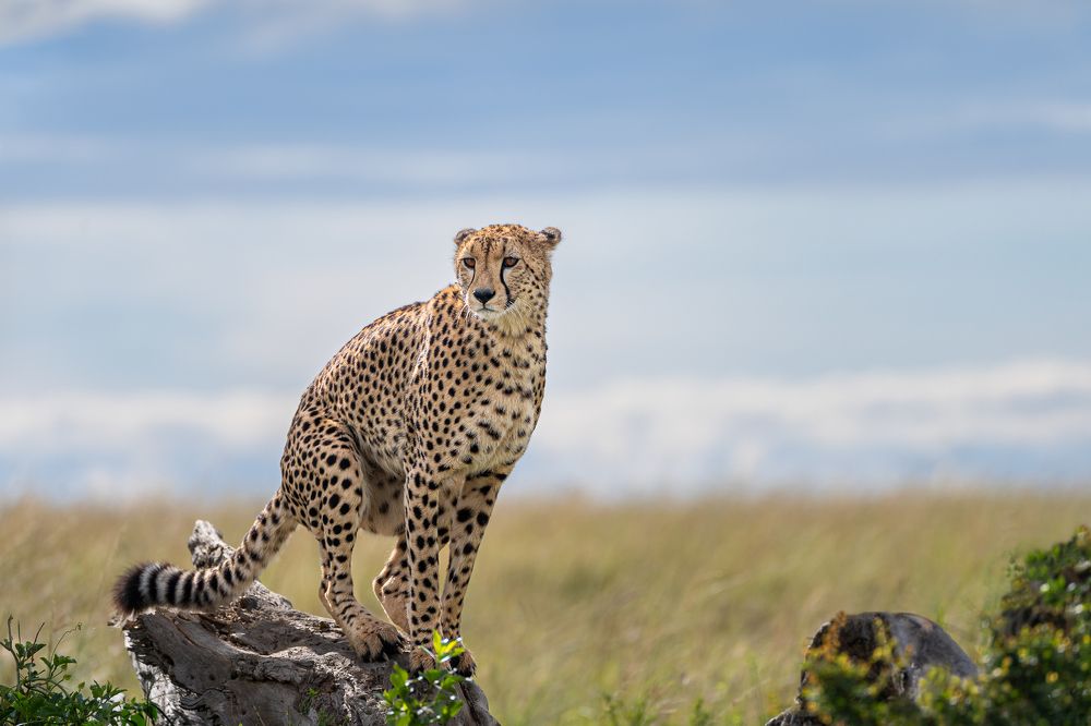 Photograph by Jayakumar MN