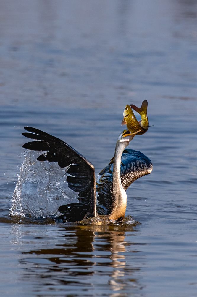 Photograph by NAVIN AGARWAL