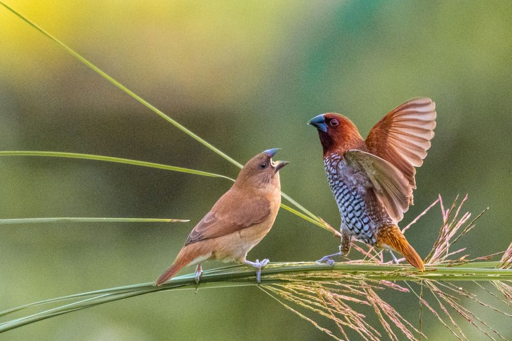 Photograph by NAVIN AGARWAL