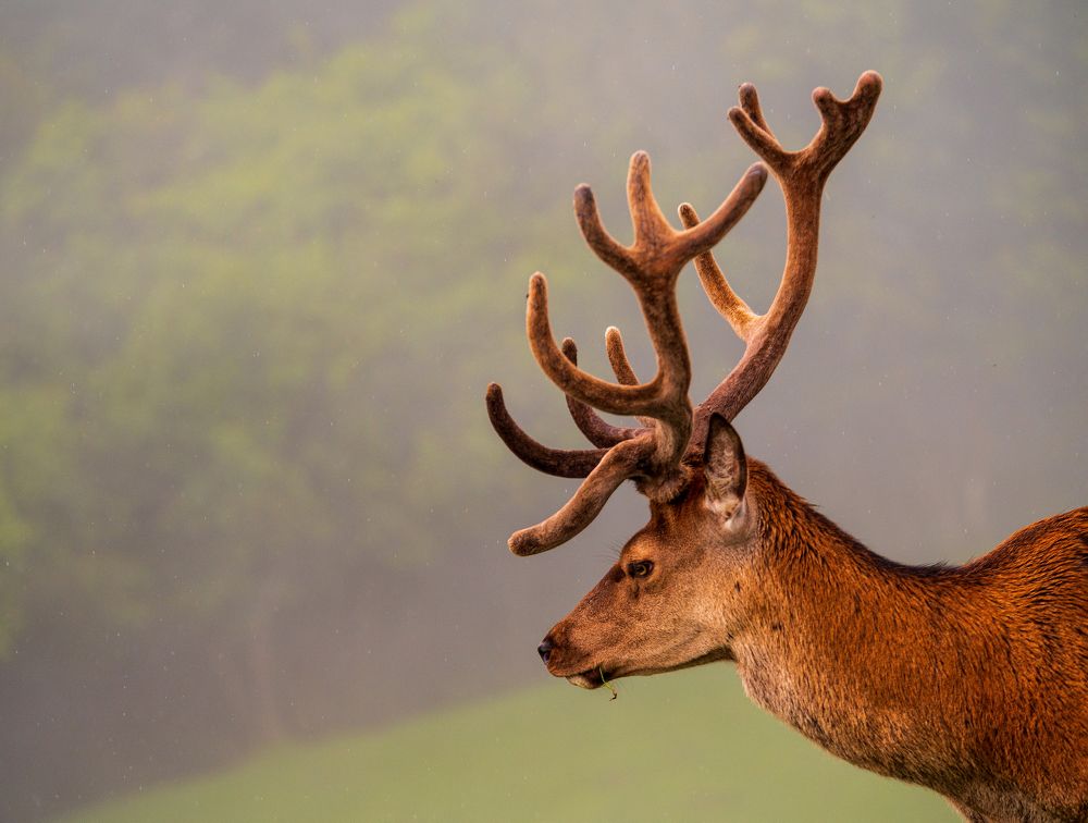 Фотография автора Liviu Ciprian Hiticas