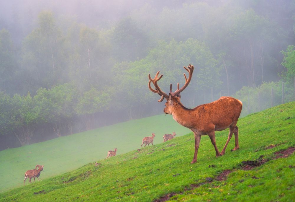 Фотография автора Liviu Ciprian Hiticas