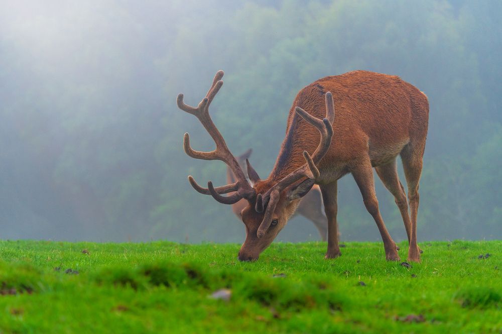 Фотография автора Liviu Ciprian Hiticas