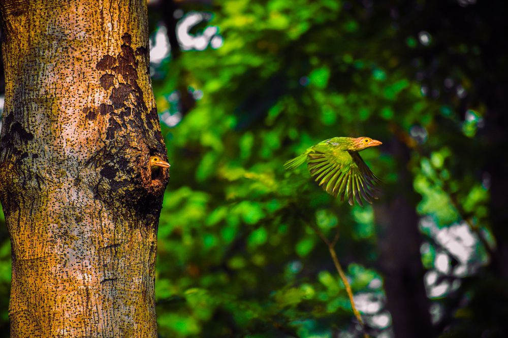 Фотография автора Nirnay Acharya