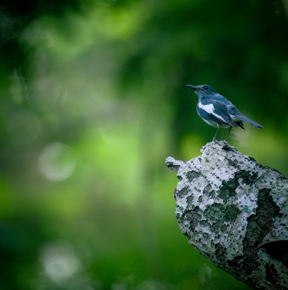 Фотография автора Nirnay Acharya