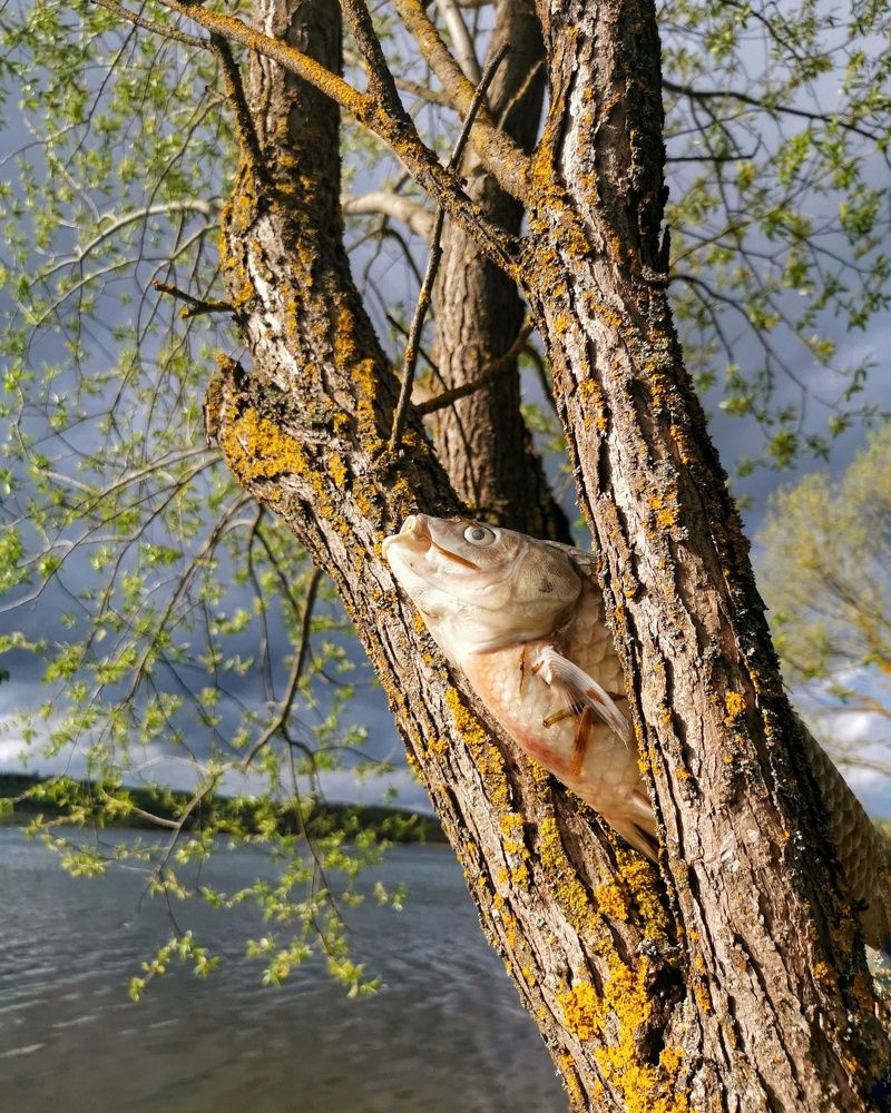 Photograph by Мария Бартош