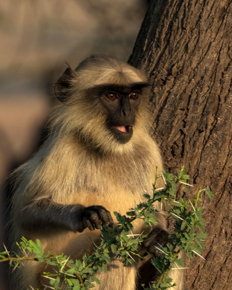 Photograph by tapas acharya