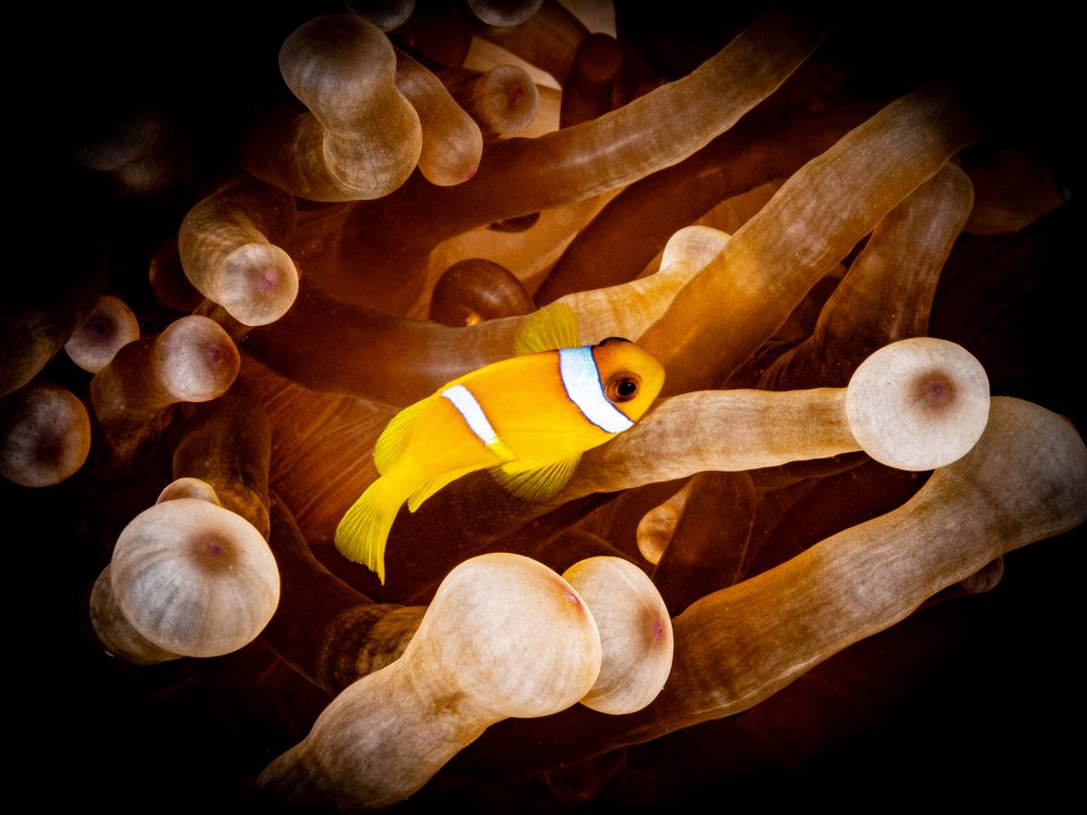 Photograph by Alexander Plakida