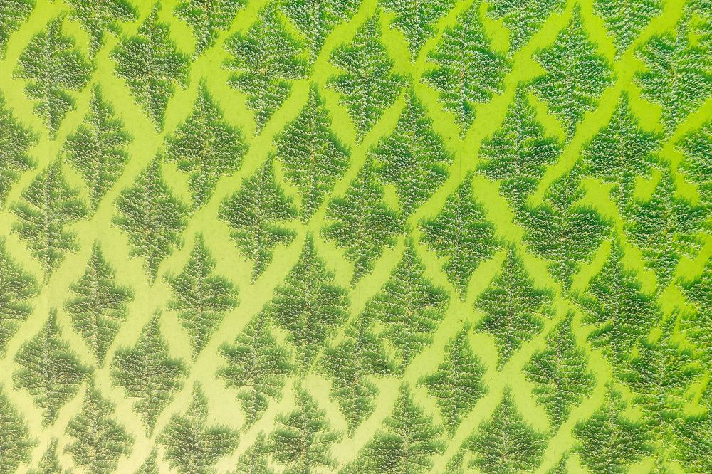 Photograph by Cao Ky Nhan