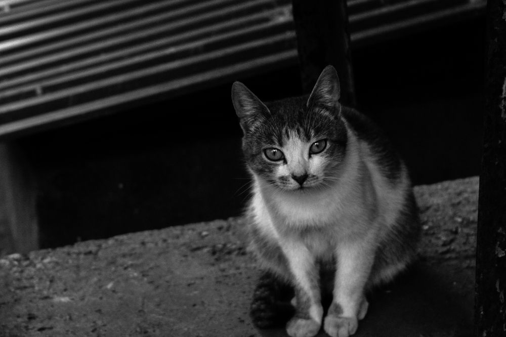 Photograph by Филипп Пархоменко