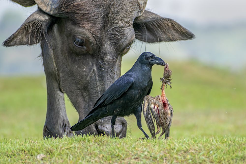 Photograph by Mukesh Tripathi