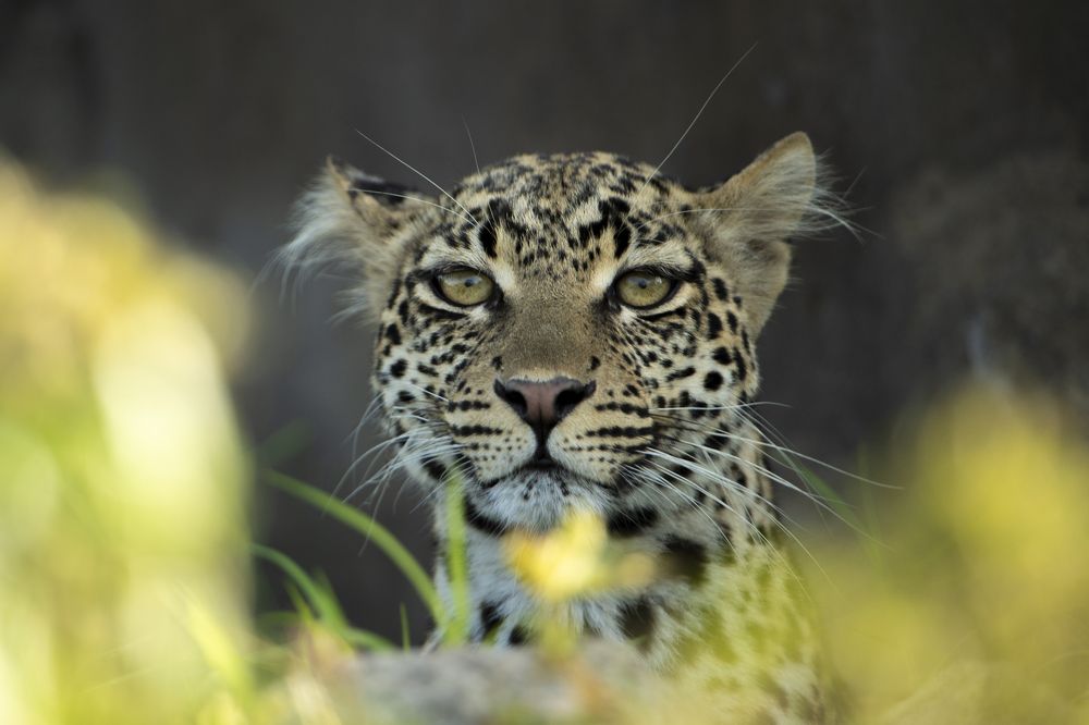 Leopard portrait