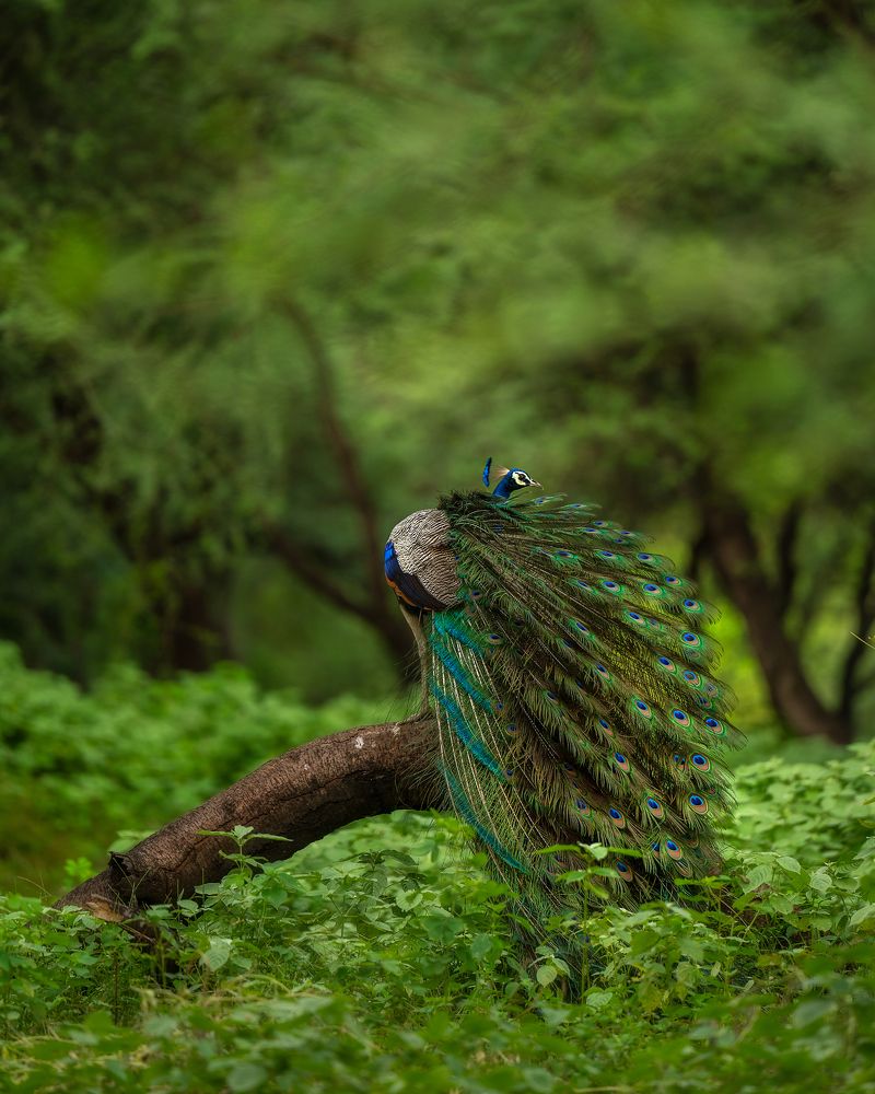 Photograph by Guha Jayanta