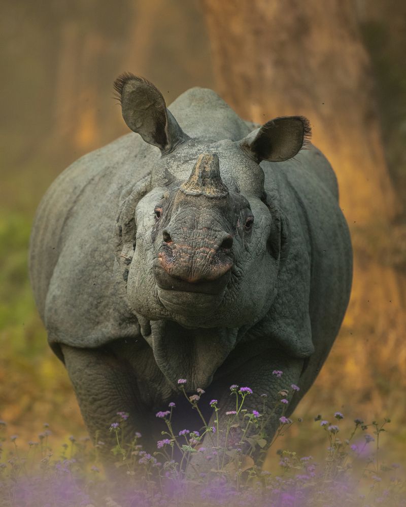 Rhino With Flowers